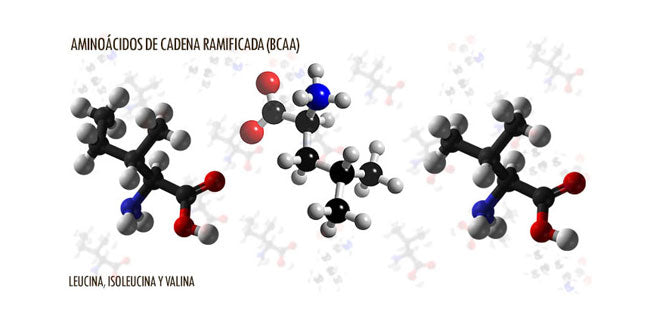 ¿Qué es el BCAA y cuál es su importancia?